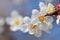 Macro blooming flower on an apricot tree