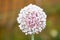 Macro of a blooming garlic