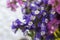 Macro of blooming purple statice flowers also known as sea lavender