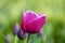 A macro blooming purple tulip