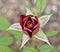 Macro blooming Rose close up