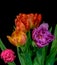 Macro of a blooming tulip bouquet of five on black background
