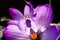 A macro of blooming a violet crocus with a bee inside in spring