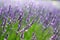 Macro of blooming violet lavender flowers. Provence nature background. Lavender field in sunlight with copy space