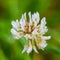 Macro of blooming white clover flower trifolium repens