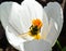 A macro of blooming a white crocus with a bee inside in spring