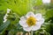 Macro of blossom of blooming strawberry plant in garden.