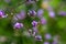 Macro blossom flower photo with blurred background, selective focus