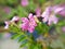 Macro, blossom purple flower of Elfin Herb or False Heater or Cuphea hyssopifolia