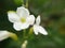 Macro, blossom white flowers of Duranta erecta or Golden dewdrop