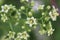 Macro of blossoms on a bittersweet vine