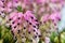 Macro of blossoms from a winter-flowering heather plant