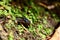 Macro of a Blow fly Calliphoridae family.  Selective focus, shallow depth of field.