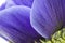 Macro of blue anemone petals on white background