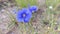 A Macro of a Blue Flax Flower