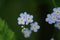 Macro blue flowers with yellow and white center and buds