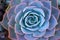 Macro Blue fresh Succulent echeveria plant - Texture background - Blue nature concept , Floral backdrop and beautiful detail