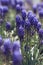 Macro of Blue hyacinth of feild