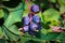 Macro of blue purple saskatoon berries ready for picking