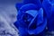 Macro Blue Rose
