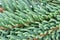 Macro of Blue Spruce Needles as Background