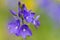 Macro of a blue veronica