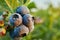 Macro Blueberry bush on sunset, organic ripe with succulent berries, just ready to pick