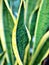 Macro blurred green leaf of black gold snake plants ,Sansevieria trifasciata ,abstract background ,nature leave ,green background