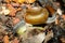 Macro body snail on leaf
