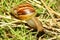 Macro body snail on leaf