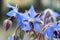 Macro of borage flowers blooming against a grey background