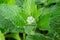 Macro of borage herb flower buds inbetween leaves