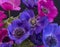 Macro of a bouquet / bunch of pink  and violet blue anemone blossoms with green stems,leaves and