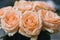 Macro bouquet of pink roses.