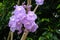 macro bouquet violet jacaranda flower on tree in botany garden. group of floral blooming and buds hanging on branch