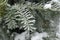 Macro of branch of European yew covered with hoar frost in January