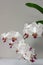Macro of branch white orchid flower Phalaenopsis `Pandora`,