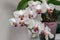 Macro of branch white orchid flower Phalaenopsis `Pandora`, known as the Moth Orchid or Phal.