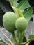 Macro of breadfruit tree