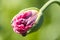 Macro of  breadseed poppy