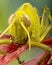 Macro of bright green grasshopper nymph