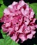 Macro of Bright-Pink Mophead Hydrangea Flowers