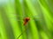 Macro of a bright red dragon fly