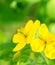 Macro of bright yellow flowers of Greater celandine on green