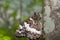 Macro of a Brintesia circe moth perched on a tree trunk