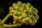 Macro broccoli. Generate Ai