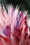 Macro of Bromeliad Bloom