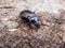 Macro of the Bronze ground beetle or bronze carabid (Carabus nemoralis)