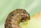 Macro brown caterpillar on tomato,pest eating leaf