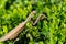 Macro of brown female European Mantis or Praying Mantis in natural habitat. It sits on branches of boxwood